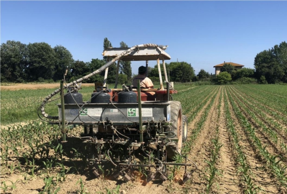 Un trattamento di pirodiserbo su mais in pieno campo